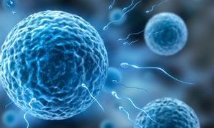 子宫内膜厚对试管婴儿移植造成影响吗？